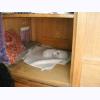 w2040 asleep in the shrunk.jpg 205.3K